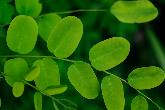 Moringa-Oleifera-o-que-e-para-que-serve-como-tomar-valor-nutricional-beneficios